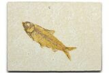 Detailed Fossil Fish (Knightia) - Wyoming #345500-1